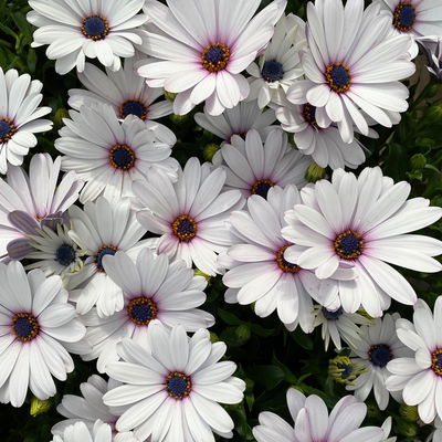 Kapkörbchen weiß, Topf-Ø 12 cm, 6er-Set