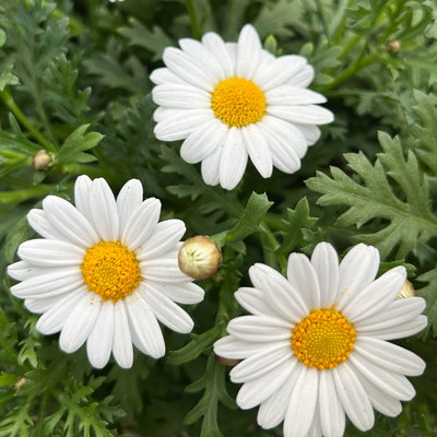 Margerite 'Bofinger', weiß, Stamm, Topf-Ø 24 cm