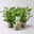 Duftgeranie 'Freshfruity® Cola Fresh', Topf-Ø 12 cm, 3 Pflanzen Duftgeranie 'Freshfruity® Cola Fresh', Topf-Ø 12 cm, 3 Pflanzen