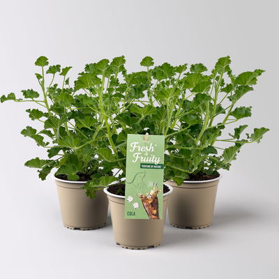 Duftgeranie 'Freshfruity® Cola Fresh', Topf-Ø 12 cm, 3 Pflanzen