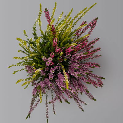 Calluna 'Trio', bunt, Mix nach Verfügbarkeit, Topf-Ø 10,5/11 cm, 6 Pflanzen Calluna 'Trio', bunt, Mix nach Verfügbarkeit, Topf-Ø 10,5/11 cm, 6 Pflanzen
