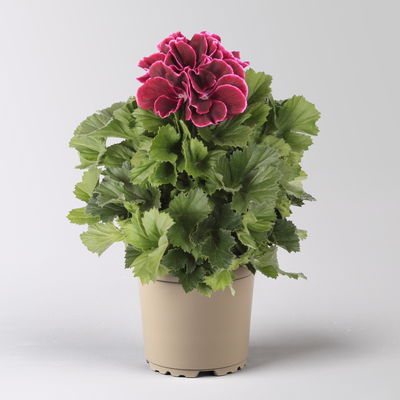 Edelgeranie Bella Donna® 'Don Bliss®', bordeaux, Topf-Ø 12 cm, 6 Pflanzen