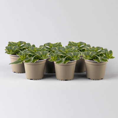 Eiskraut, Blüte rot, Blätter grün-weiß, Topf -Ø 13 cm, 6 Pflanzen Eiskraut, Blüte rot, Blätter grün-weiß, Topf -Ø 13 cm, 6 Pflanzen