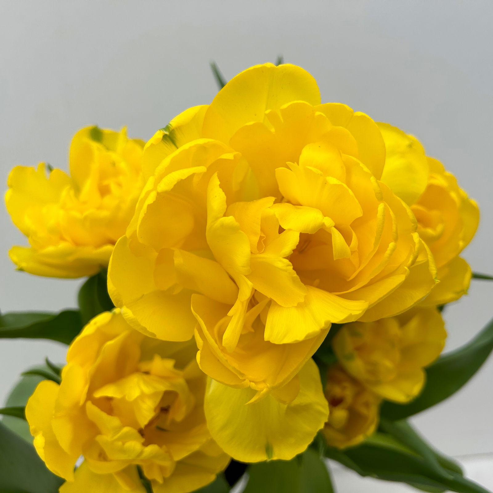 Tulpe, gelb, gefüllt, vorgetrieben, Topf-Ø 15 cm, 3 Pflanzen Tulpe, gelb, gefüllt, vorgetrieben, Topf-Ø 15 cm, 3 Pflanzen