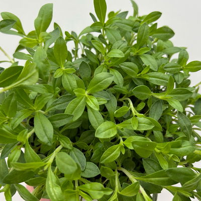 Bio Bergbohnenkraut, Topf-Ø 12cm, frisch aus unserer Bio-Gärtnerei Bio Bergbohnenkraut, Topf-Ø 12cm, frisch aus unserer Bio-Gärtnerei