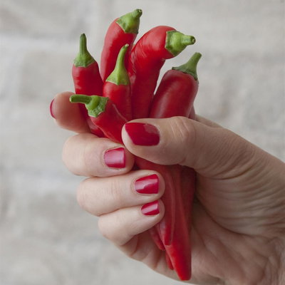 Blu Bio Chilipflanze Zwerg-Chili, Topf-Ø 12 cm, 3er Set Blu Bio Chilipflanze Zwerg-Chili, Topf-Ø 12 cm, 3er Set