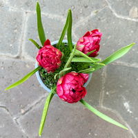 Wildtulpe, rot, gefüllt, mit Gras, Topf -Ø 9 cm, 4 Pflanzen