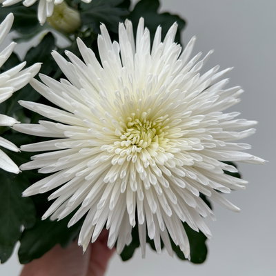 Chrysantheme 'Anastasia', weiß, großblumig, Topf-Ø 13 cm, 3 Pflanzen Chrysantheme 'Anastasia', weiß, großblumig, Topf-Ø 13 cm, 3 Pflanzen