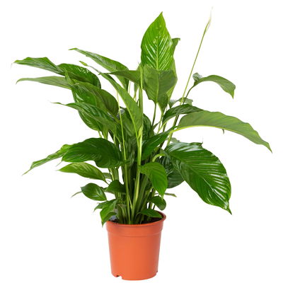 Einblatt weiß, Topf-Ø 21 cm, Höhe ca. 90 cm