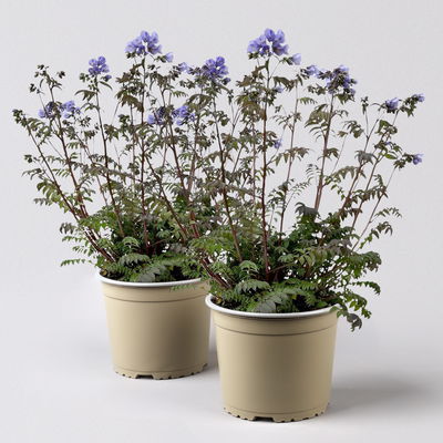 Jakobsleiter 'Heaven Scent', blau, Topf-Ø 19 cm, 2er-Set Jakobsleiter 'Heaven Scent', blau, Topf-Ø 19 cm, 2er-Set