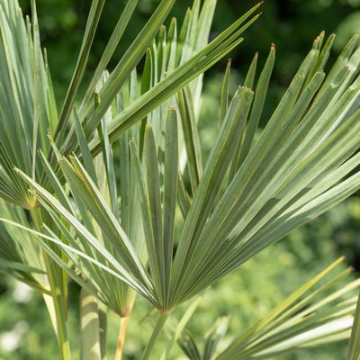 Hanfpalme, Topf-Ø 30 cm, Höhe ca. 160-170 cm