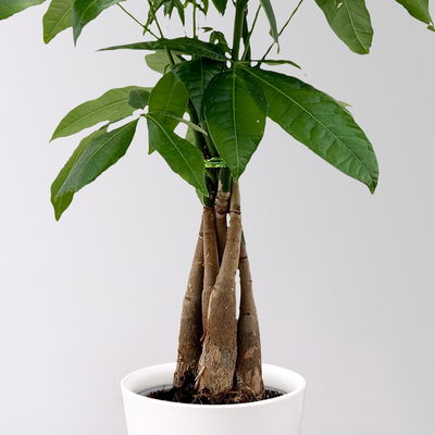 Glückskastanie, inkl. Keramiktopf Dallas weiß, Topf-Ø 12 cm Glückskastanie, inkl. Keramiktopf Dallas weiß, Topf-Ø 12 cm