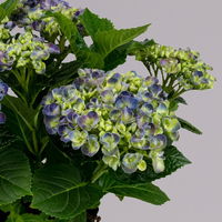 Hortensie 'Curly Wurly®', blau, vorgetrieben, Topf-Ø 14 cm