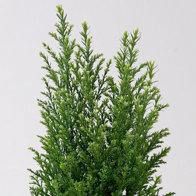 Kegelzypresse 'Snow White'®, Topf-Ø 9 cm, 8 Pflanzen Kegelzypresse 'Snow White'®, Topf-Ø 9 cm, 8 Pflanzen