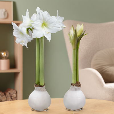 Amaryllis in Wachs, Dekor 'Basic White', Blüte weiß, 2 Pflanzen