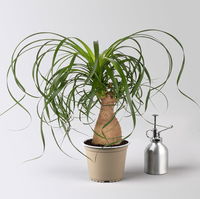 Elefantenfuß, Stamm, Topf-Ø 14 cm, Höhe ca. 30-40 cm, 2 Pflanzen