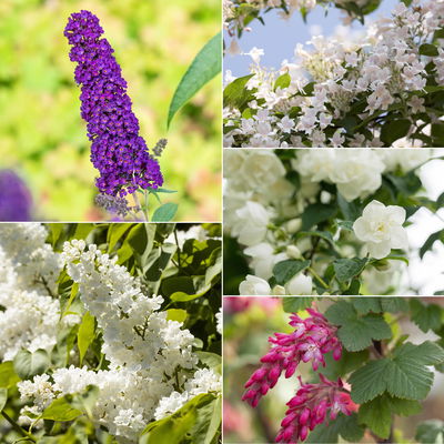 Dufthecke-Blütensträucher XL, 20er-Set, Höhe 80-100 cm, Topf 12+20 Liter