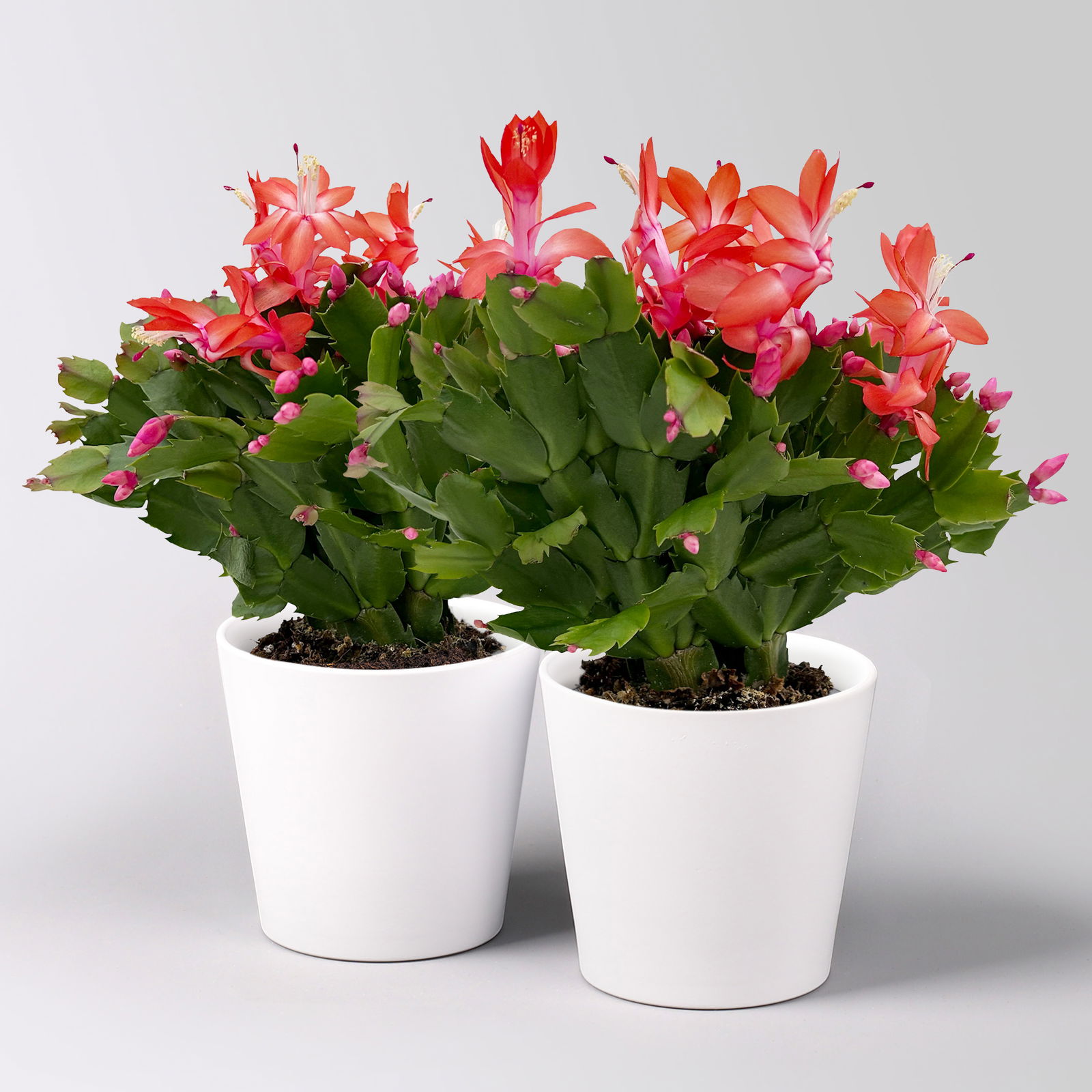 Weihnachtskaktus, rot, mit Übertopf Dallas weiß, Topf-Ø 12 cm, 2 Pflanzen Weihnachtskaktus, rot, mit Übertopf Dallas weiß, Topf-Ø 12 cm, 2 Pflanzen