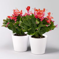 Weihnachtskaktus, rot, mit Übertopf Dallas weiß, Topf-Ø 12 cm, 2 Pflanzen Weihnachtskaktus, rot, mit Übertopf Dallas weiß, Topf-Ø 12 cm, 2 Pflanzen