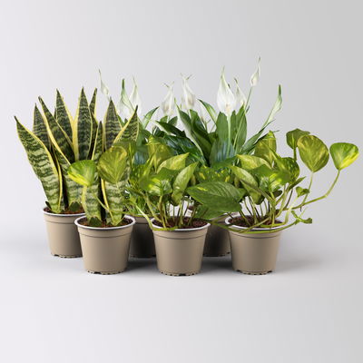 Grünpflanzenkreation 