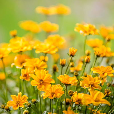 Pflanzenkreation 'WM-Edition', 6 Pflanzen inkl. Erde und Dünger Pflanzenkreation 'WM-Edition', 6 Pflanzen inkl. Erde und Dünger