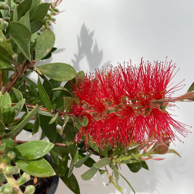 Zylinderputzer, rot, Topf-Ø 17 cm, Höhe ca. 40 cm