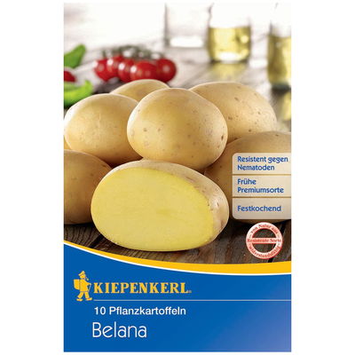 Pflanzkartoffel Pflanzkartoffel