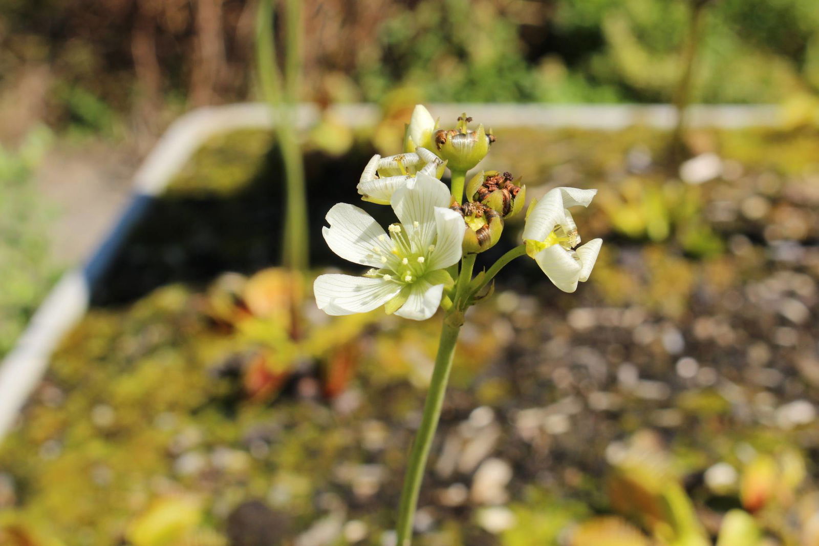Venusfliegenfalle Blüten Venusfliegenfalle Blüten