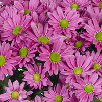 Chrysanthemen 'Swifty', rosa, Topf-Ø 10,5 cm, 6 Pflanzen