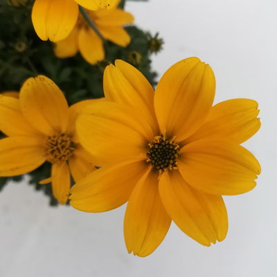 Goldmarie 'Golden Empire™' gelb, Topf-Ø 12 cm, 6er-Set