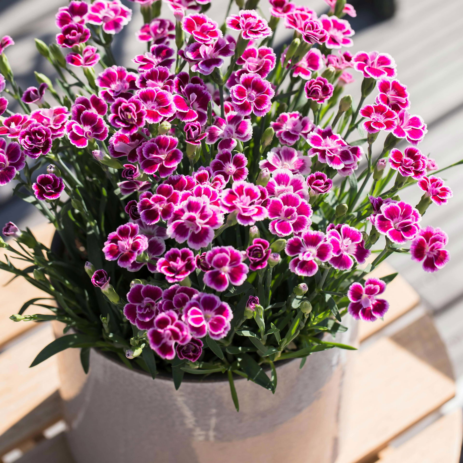 PrinzessNelke 'Pink Kisses®' pinkrosa, TopfØ 12/13 cm, 6erSet kaufen
