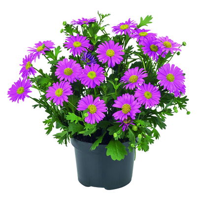 Blaues Gänseblümchen 'Fresco™ Candy', 6er-Set, pink, Topf 12 cm Ø