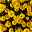 Kapkörbchen gelb, Topf-Ø 12 cm, 6er-Set