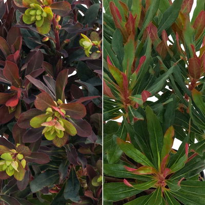 Bio Wolfsmilch 'Xenia', grün-dunkelrot, Topf-Ø 12 cm, 3 Pflanzen Bio Wolfsmilch 'Xenia', grün-dunkelrot, Topf-Ø 12 cm, 3 Pflanzen