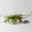 Bio Mühlenbeckia complexa, weiß, Topf-Ø 12 cm Bio Mühlenbeckia complexa, weiß, Topf-Ø 12 cm