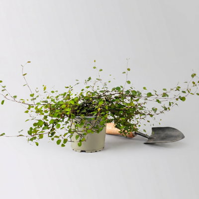 Bio Mühlenbeckia complexa, weiß, Topf-Ø 12 cm Bio Mühlenbeckia complexa, weiß, Topf-Ø 12 cm