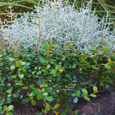 Calocephalus & Mühlenbeckie, Topf-Ø 23 cm Calocephalus & Mühlenbeckie, Topf-Ø 23 cm