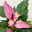 Flamingoblume 'Zizou' lila-dunkelrosa, Topf-Ø 12 cm