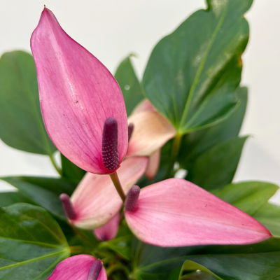 Flamingoblume 'Zizou' lila-dunkelrosa, Topf-Ø 12 cm Flamingoblume 'Zizou' lila-dunkelrosa, Topf-Ø 12 cm