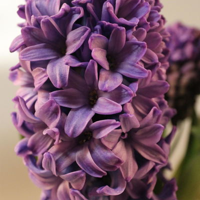 Hyazinthe weiß & blau, vorgetrieben, Topf-Ø 12 cm, 6 Pflanzen