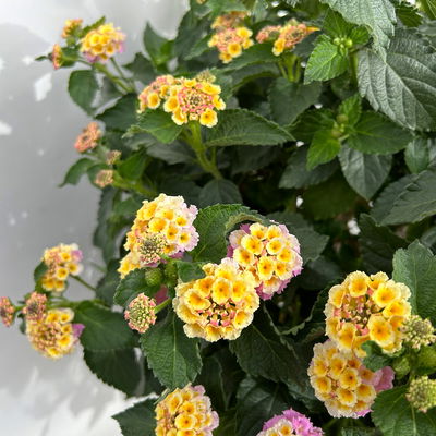 Wandelröschen, lila/gelb, Stamm, Topf-Ø 23 cm Wandelröschen, lila/gelb, Stamm, Topf-Ø 23 cm