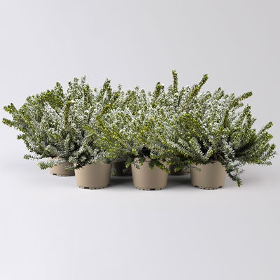 Winterheide, weiß beschneit, Topf-Ø 13 cm, 6 Pflanzen Winterheide, weiß beschneit, Topf-Ø 13 cm, 6 Pflanzen