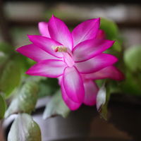 Weihnachtskaktus 'Spicy Stars Mix', lila/orange, Topf-Ø 12 cm, 6 Pflanzen