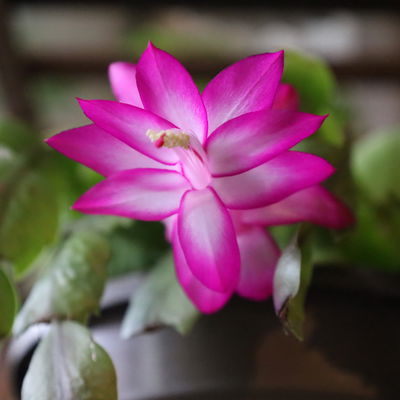 Weihnachtskaktus 'Spicy Stars Mix', lila/orange, Topf-Ø 12 cm, 6 Pflanzen