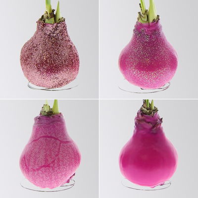 Amaryllis in Wachs, Dekor 'Create Pink', Farbe zufällig, Blüte rot, 2 Pflanzen Amaryllis in Wachs, Dekor 'Create Pink', Farbe zufällig, Blüte rot, 2 Pflanzen