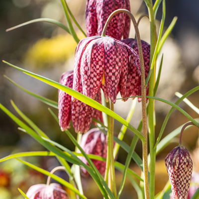 Schachbrettblume dunkelrot-violett, vorgetrieben, Topf-Ø 12 cm, 6 Pflanzen Schachbrettblume dunkelrot-violett, vorgetrieben, Topf-Ø 12 cm, 6 Pflanzen