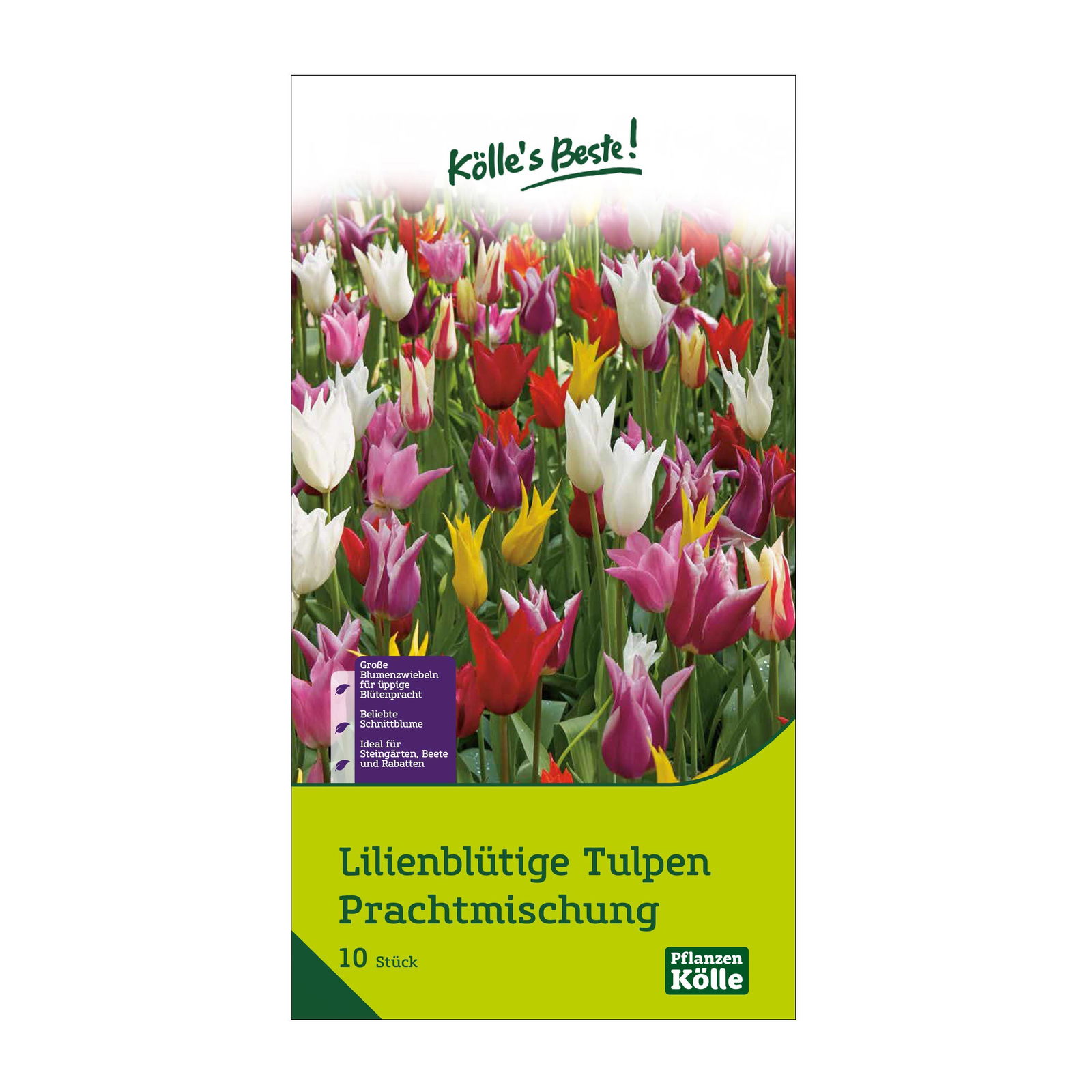 Lilienblütige Tulpen Prachtmischung, 10 Blumenzwiebeln