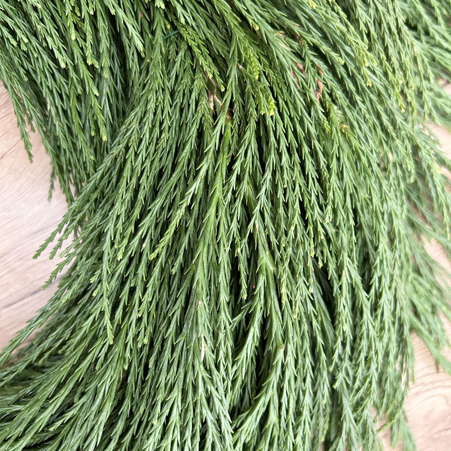 Adventskranz, Mammutbaum-Kranz, halbrund gebunden, ca. 35 cm Ø