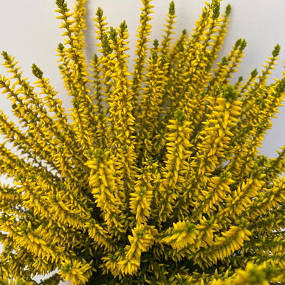 Knospenheide 'Picasso', gelb gefärbt, Topf-Ø 12 cm, 6 Pflanzen