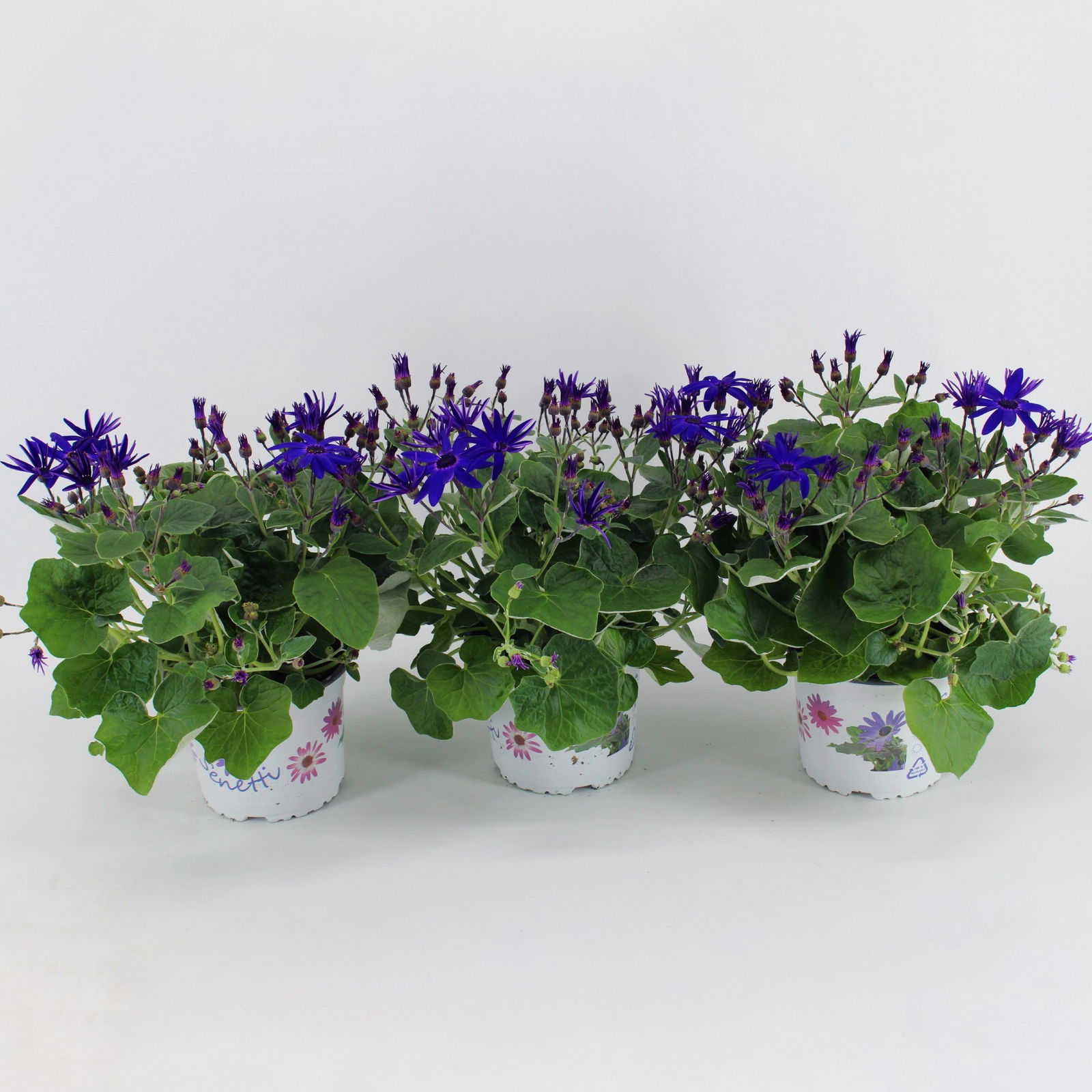 Aschenblume 'Senetti®' blau, Topf-Ø 15 cm, 3 Pflanzen